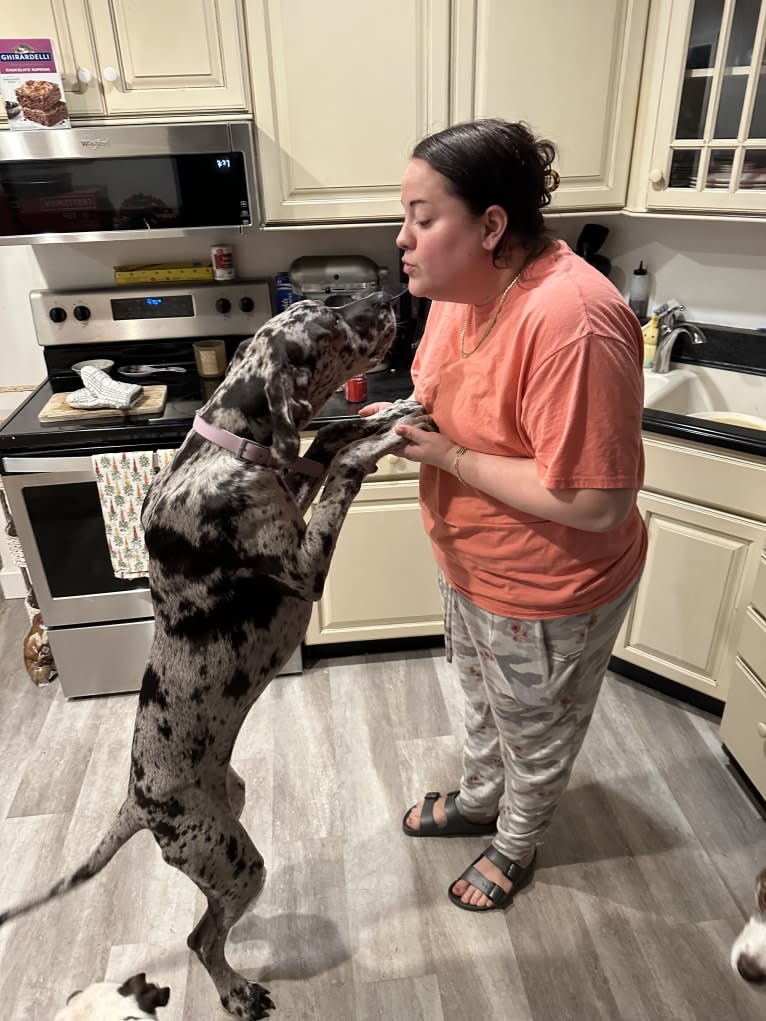 Dream Hunter, a Great Dane tested with EmbarkVet.com