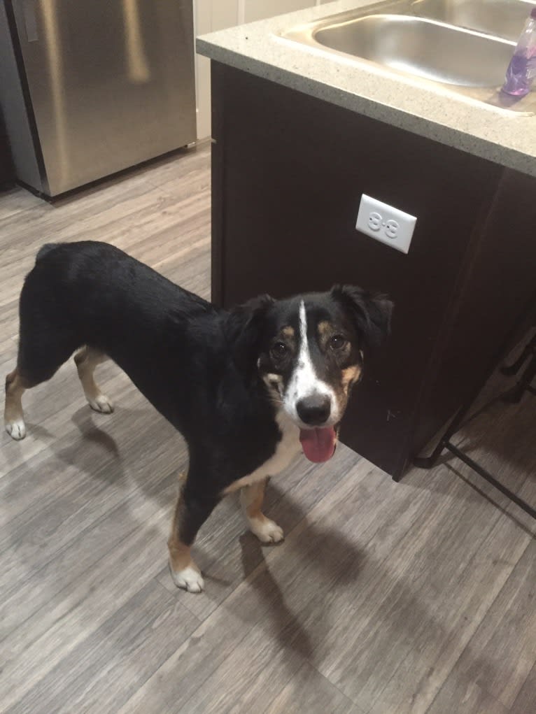 Tato, a Border Collie and Pembroke Welsh Corgi mix tested with EmbarkVet.com