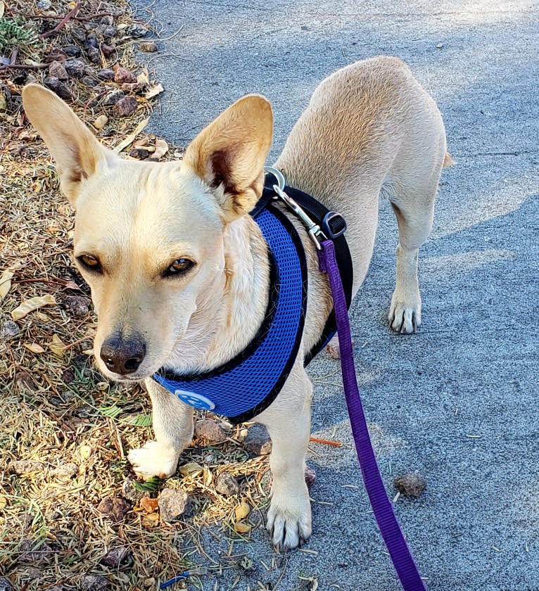 Swivel, a Chihuahua and Poodle (Small) mix tested with EmbarkVet.com