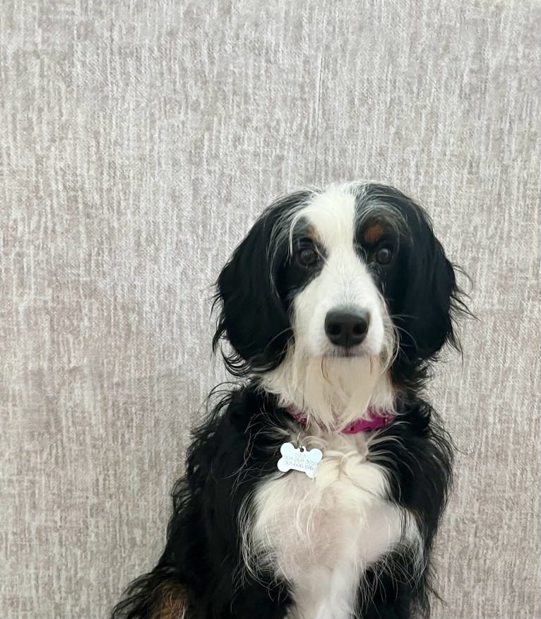 Lola, a Bernedoodle tested with EmbarkVet.com