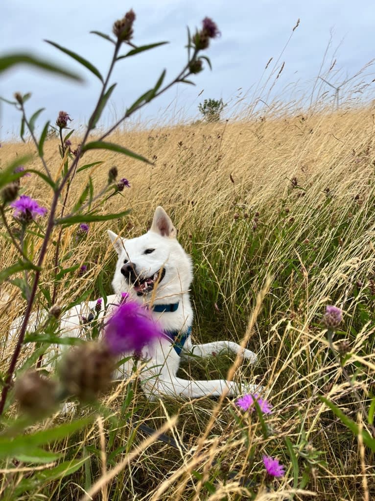 Mallow, a Canaan Dog tested with EmbarkVet.com