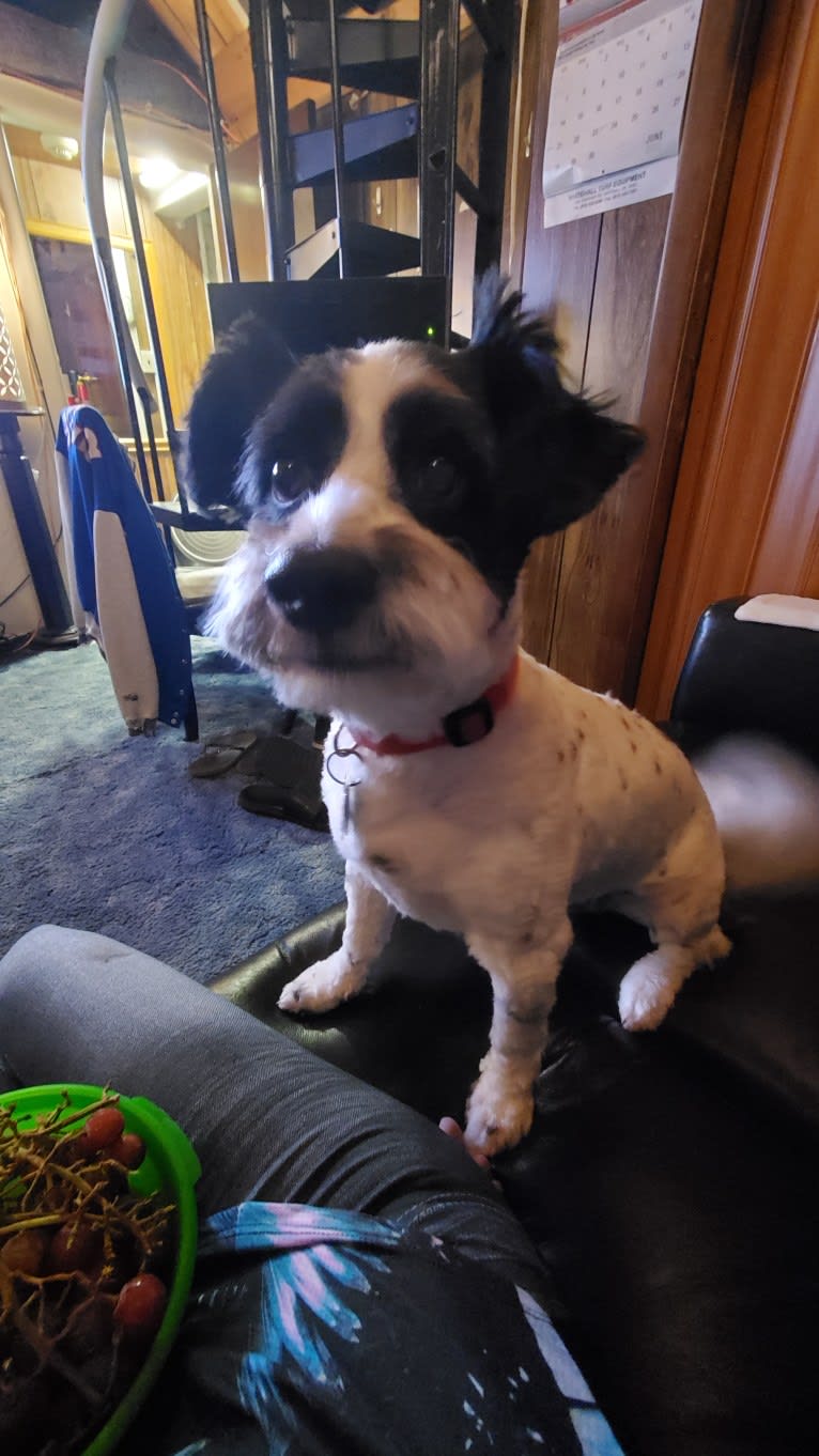 Teddy, a Poodle (Small) and Shih Tzu mix tested with EmbarkVet.com