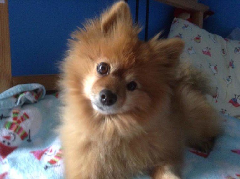 Zeke, a Pomeranian tested with EmbarkVet.com