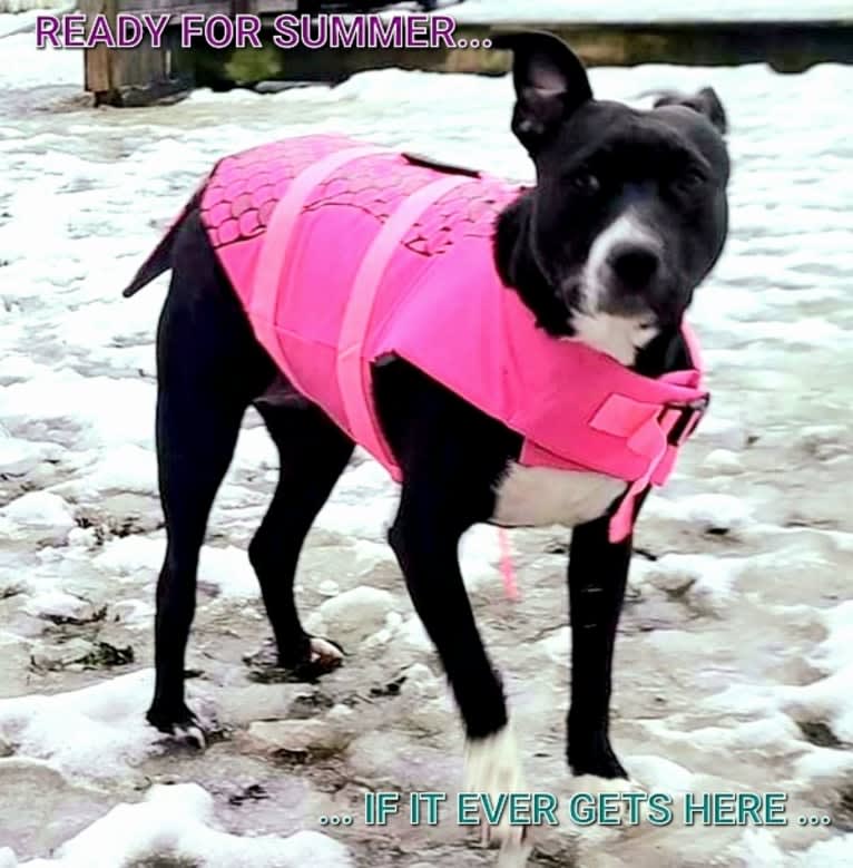 Luna, an American Pit Bull Terrier tested with EmbarkVet.com