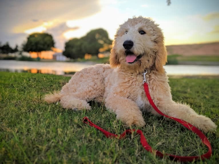 Sunny, a Goldendoodle tested with EmbarkVet.com