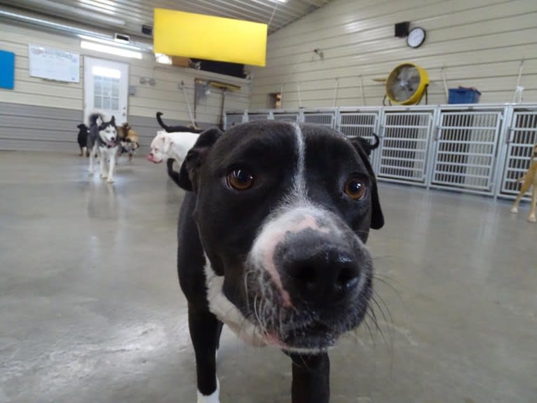 Roger, an American Bully and Rat Terrier mix tested with EmbarkVet.com