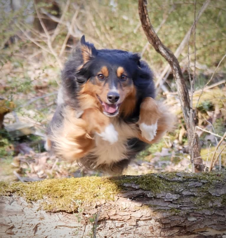 Leopold, an English Shepherd tested with EmbarkVet.com