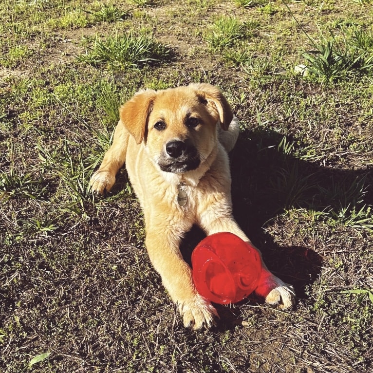 Maverick, a Great Pyrenees and German Shepherd Dog mix tested with EmbarkVet.com