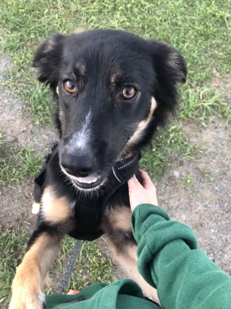 Sierra, a Border Collie and Australian Cattle Dog mix tested with EmbarkVet.com