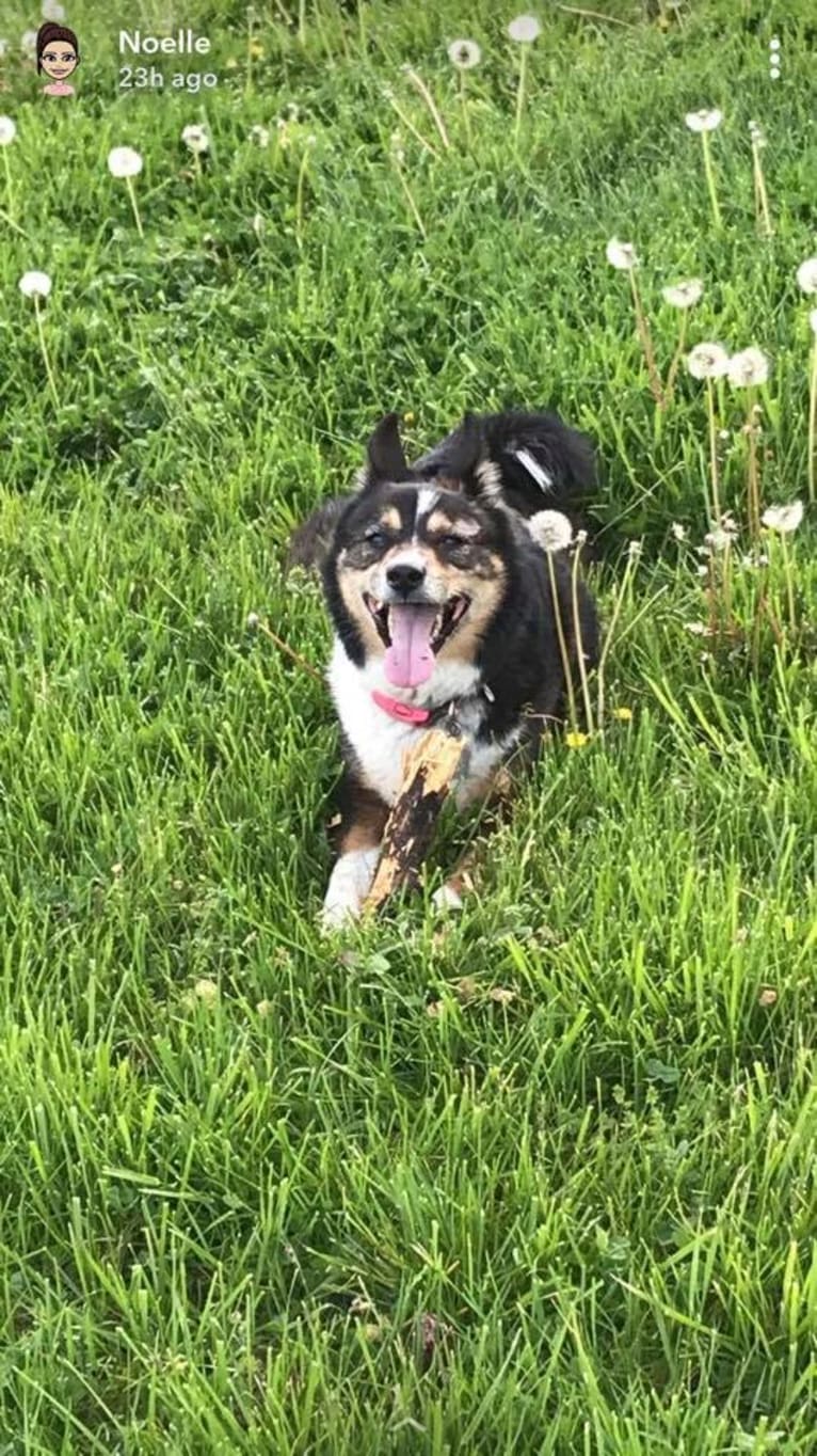 Daisy, a Russell-type Terrier and Siberian Husky mix tested with EmbarkVet.com