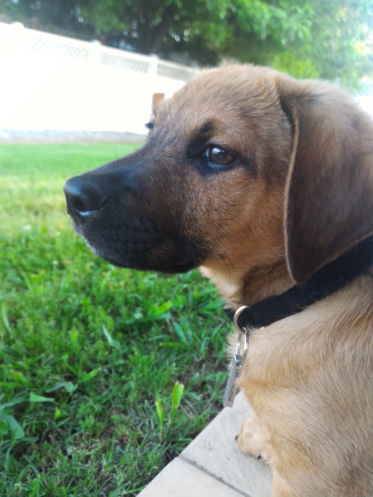 Cody, a Basset Hound and Australian Cattle Dog mix tested with EmbarkVet.com