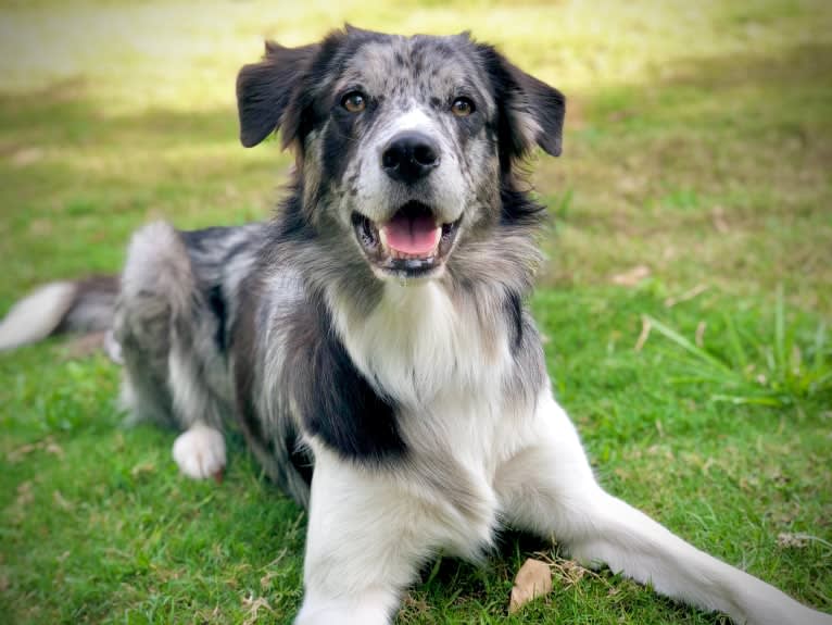 Zuzu, a Border Collie tested with EmbarkVet.com