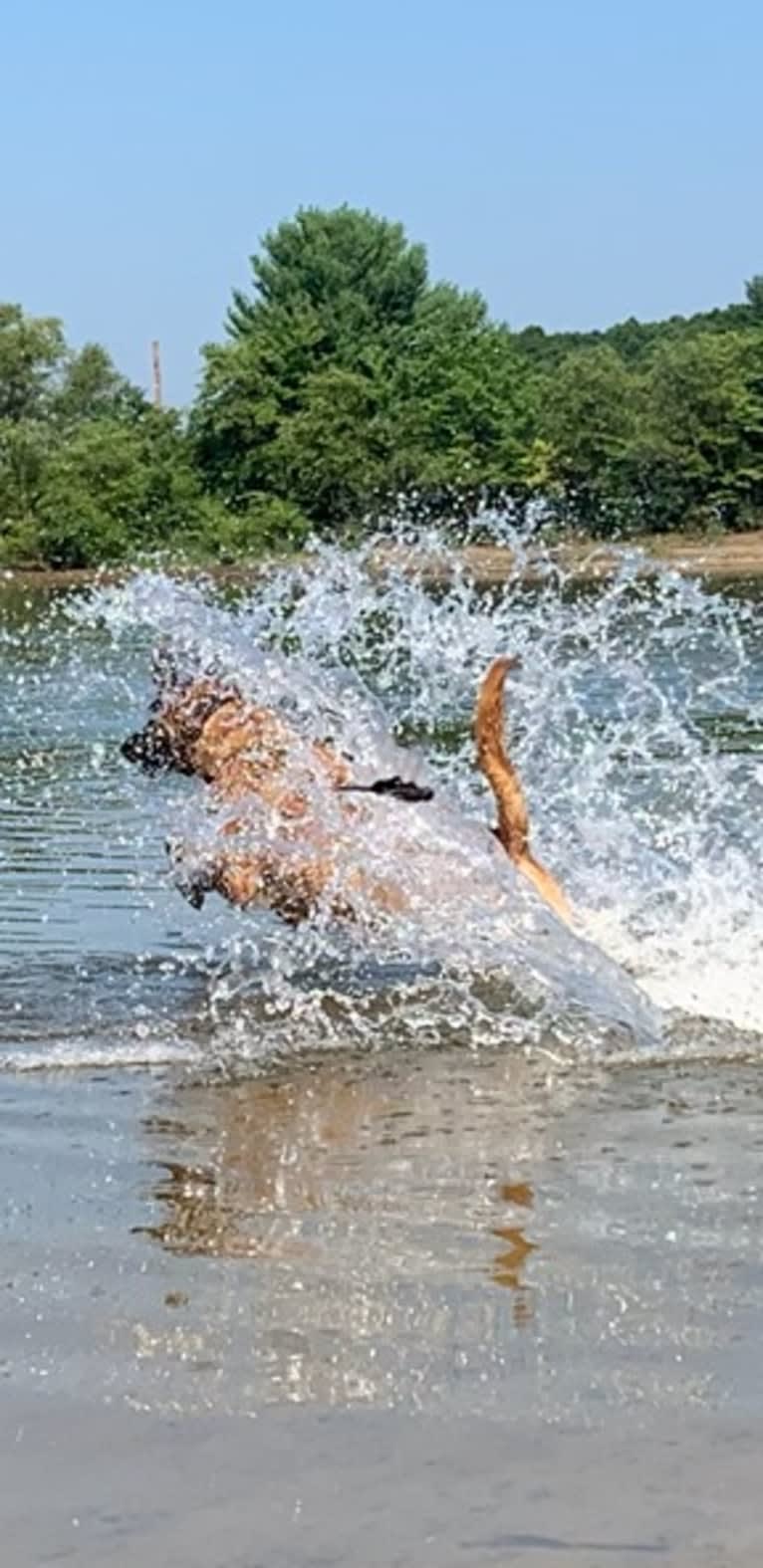 Vito, a Dutch Shepherd and Belgian Malinois mix tested with EmbarkVet.com