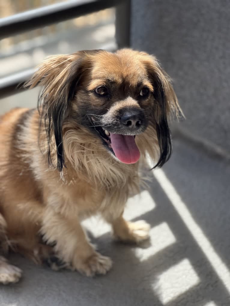 Altuve, a Cocker Spaniel and Pekingese mix tested with EmbarkVet.com