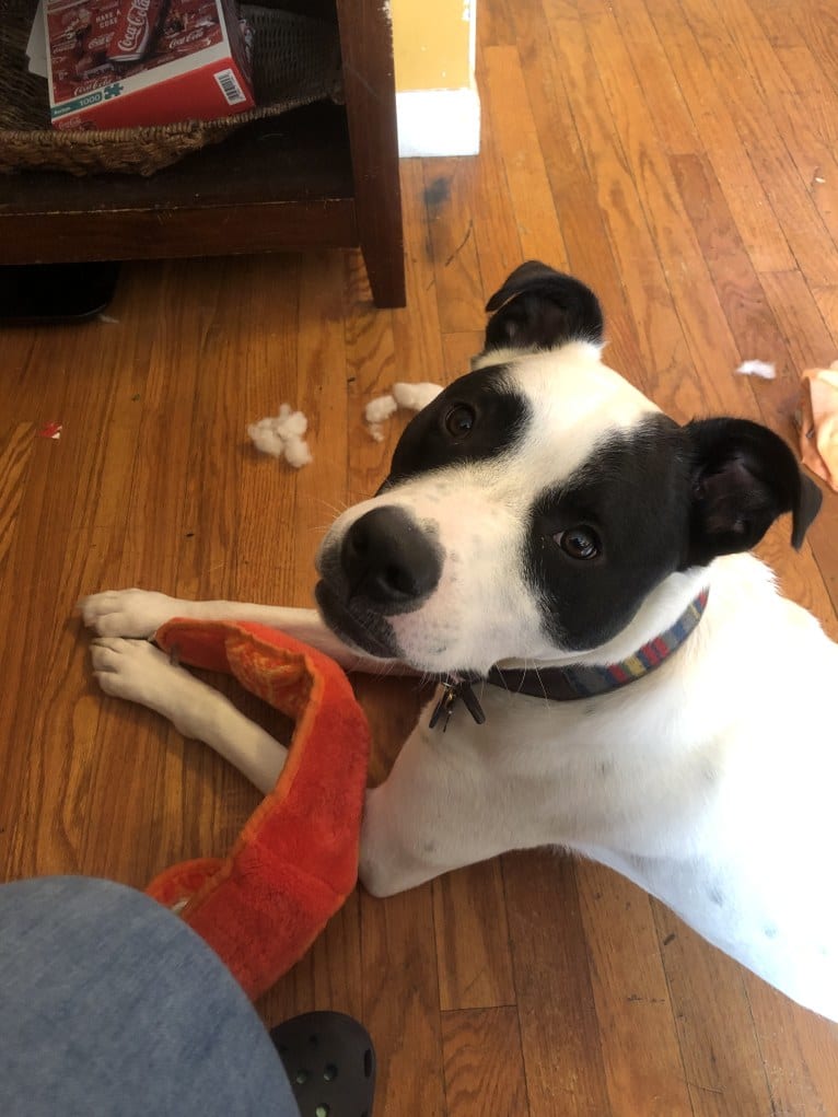 Wolfie, an American Pit Bull Terrier and Australian Shepherd mix tested with EmbarkVet.com