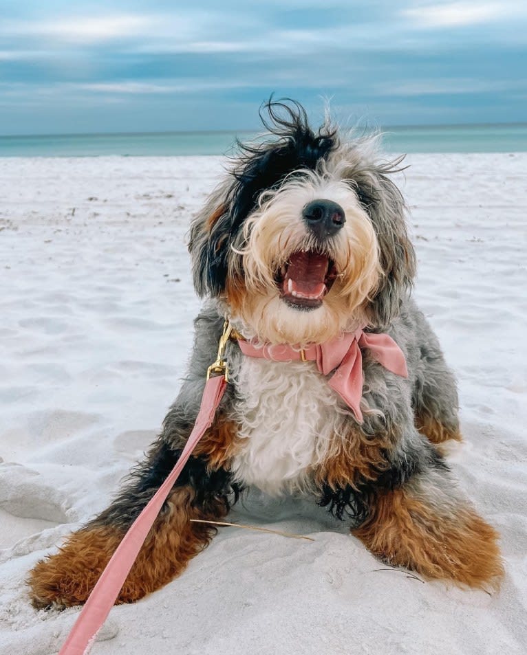 ZsaZsa, a Bernedoodle tested with EmbarkVet.com