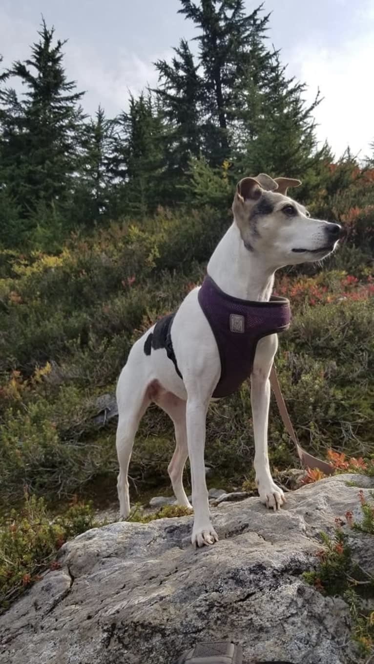 Lizzie, a Russell-type Terrier and Toy Fox Terrier mix tested with EmbarkVet.com