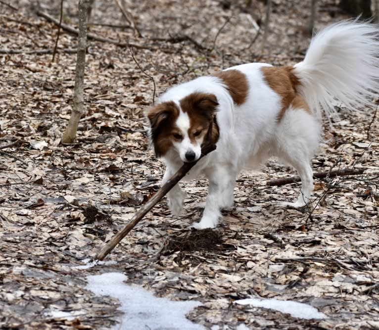 Cooper, an Australian Cattle Dog and Shih Tzu mix tested with EmbarkVet.com