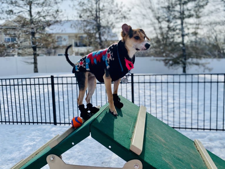 Star, a Beagle and Chihuahua mix tested with EmbarkVet.com