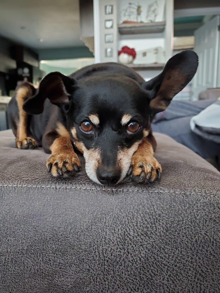 Minnie, a Miniature Pinscher tested with EmbarkVet.com