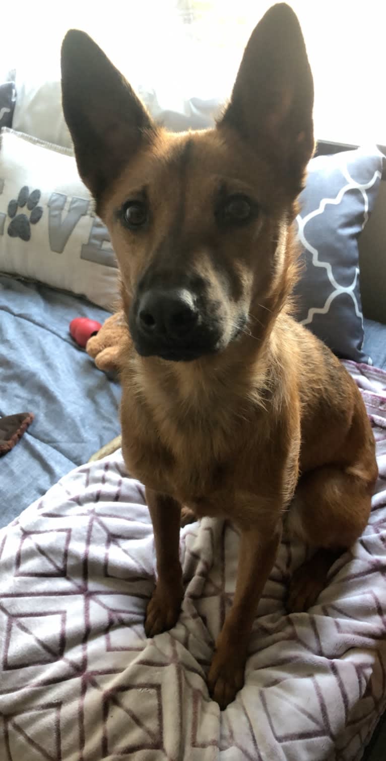 Scout, a Southeast Asian Village Dog and Golden Retriever mix tested with EmbarkVet.com