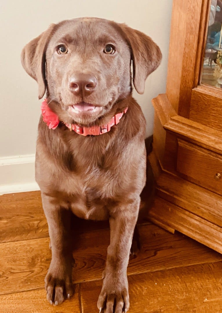 Sofia, a Labrador Retriever tested with EmbarkVet.com