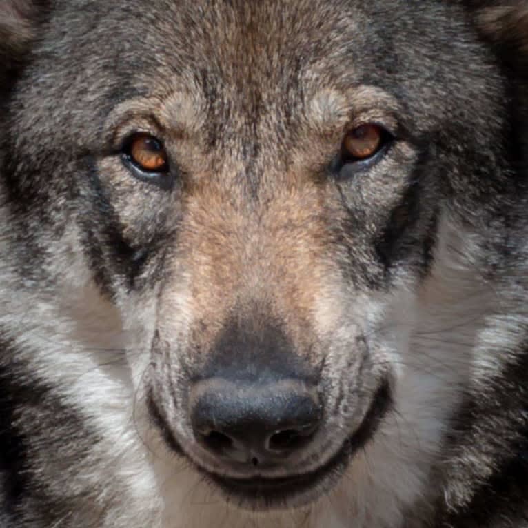 Mavis, GrandLine WolfDog a dog tested with EmbarkVet.com