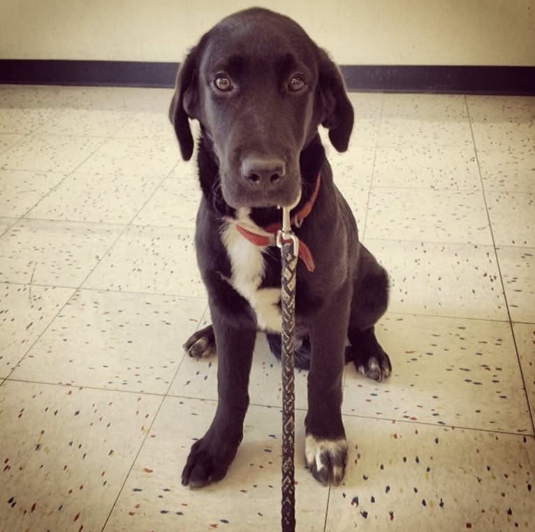 Peyton, a Labrador Retriever and Great Pyrenees mix tested with EmbarkVet.com