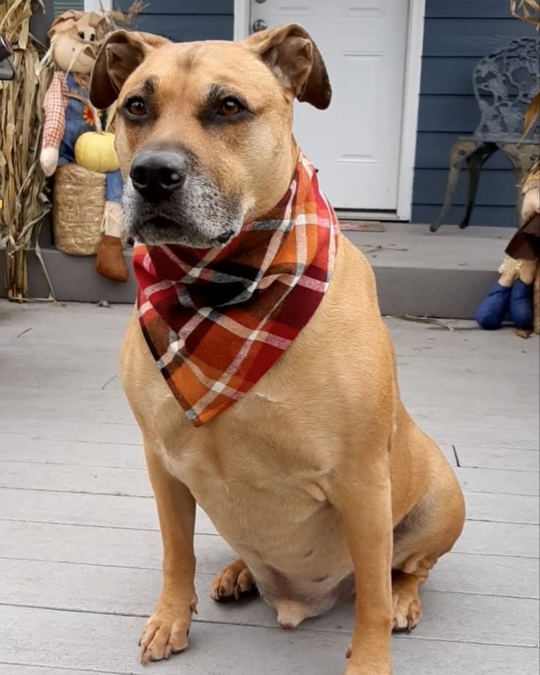 Butkus, an American Pit Bull Terrier and Boxer mix tested with EmbarkVet.com