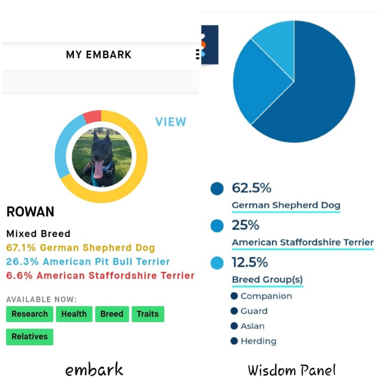 Rowan, a German Shepherd Dog and American Pit Bull Terrier mix tested with EmbarkVet.com