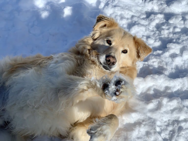 Hobbs, a German Shepherd Dog and Poodle (Small) mix tested with EmbarkVet.com