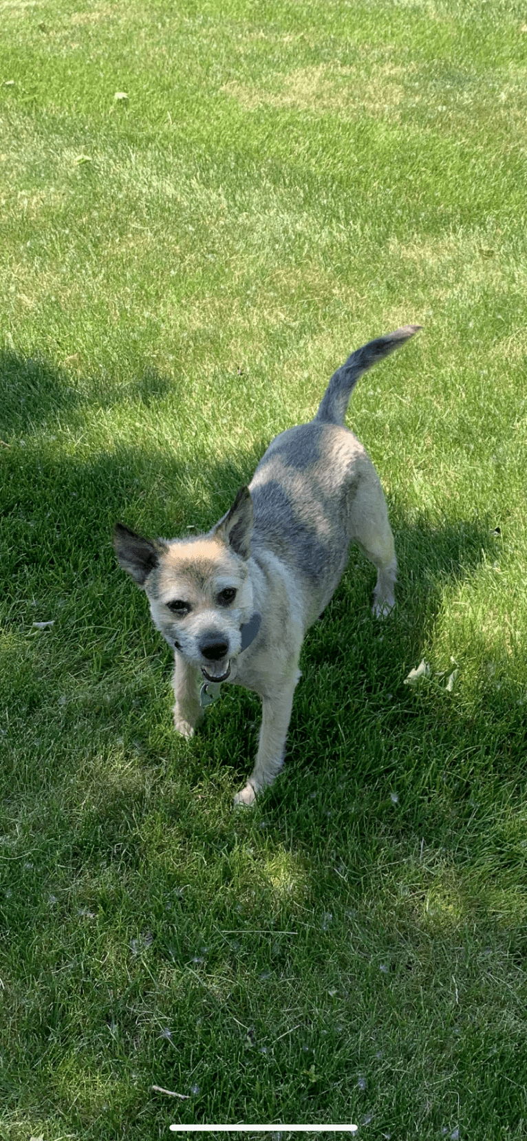 Macey, an Australian Cattle Dog and Chihuahua mix tested with EmbarkVet.com