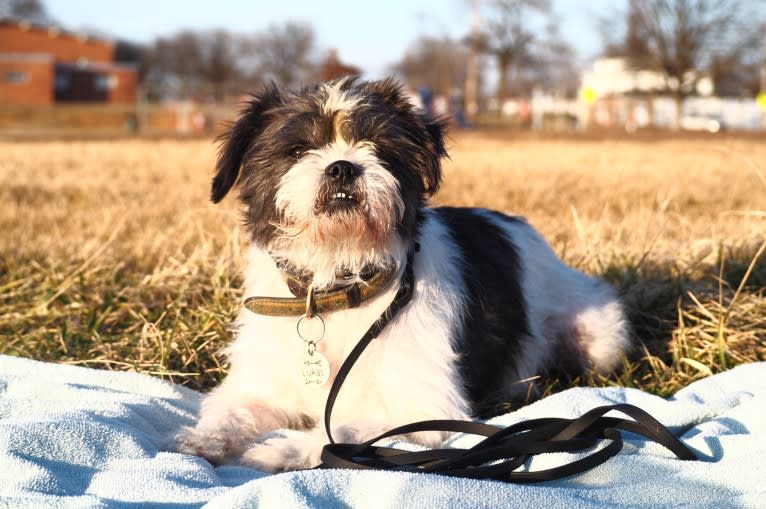 Lukas, a Shih Tzu and Chihuahua mix tested with EmbarkVet.com