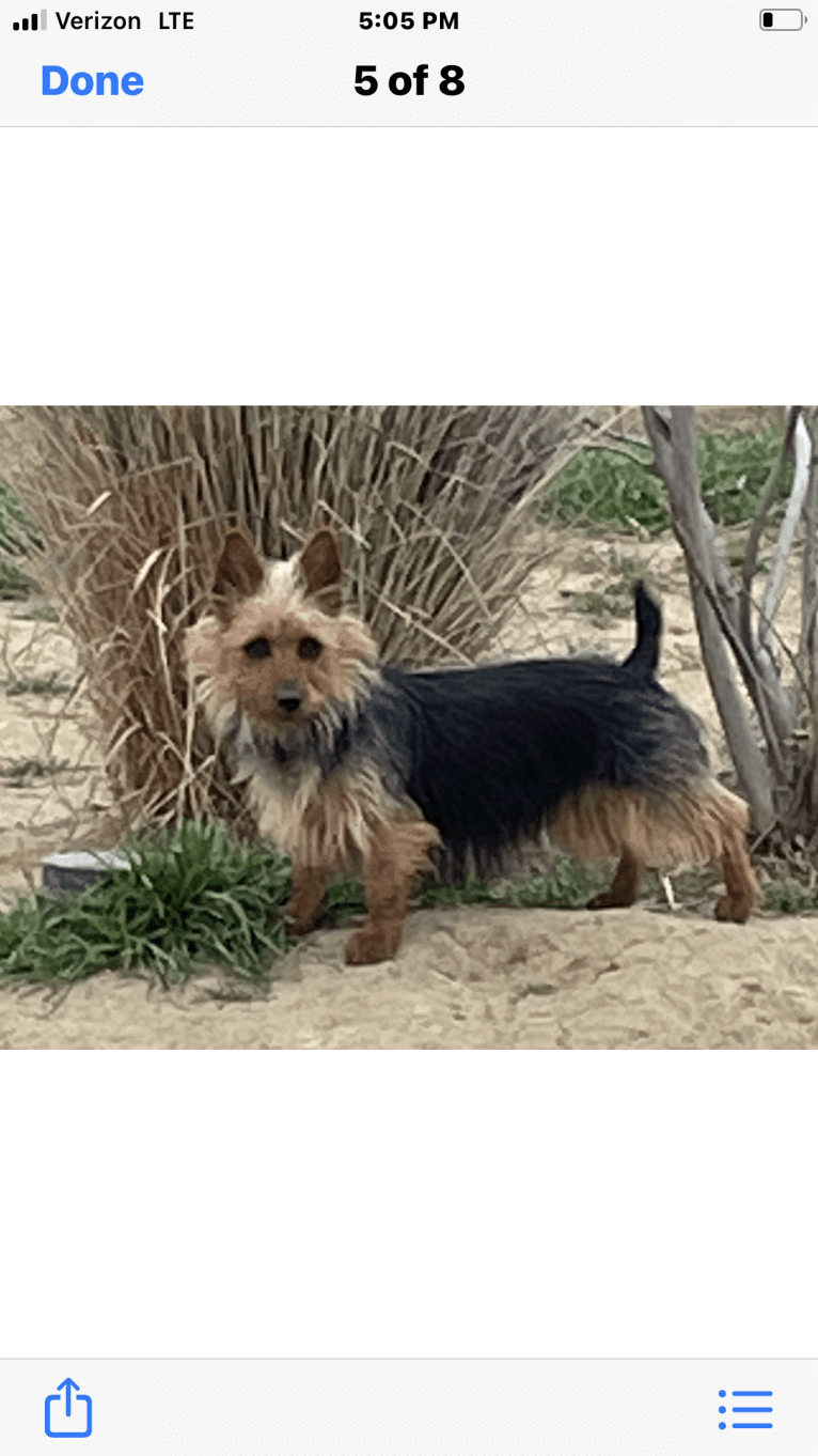 harper, an Australian Terrier tested with EmbarkVet.com