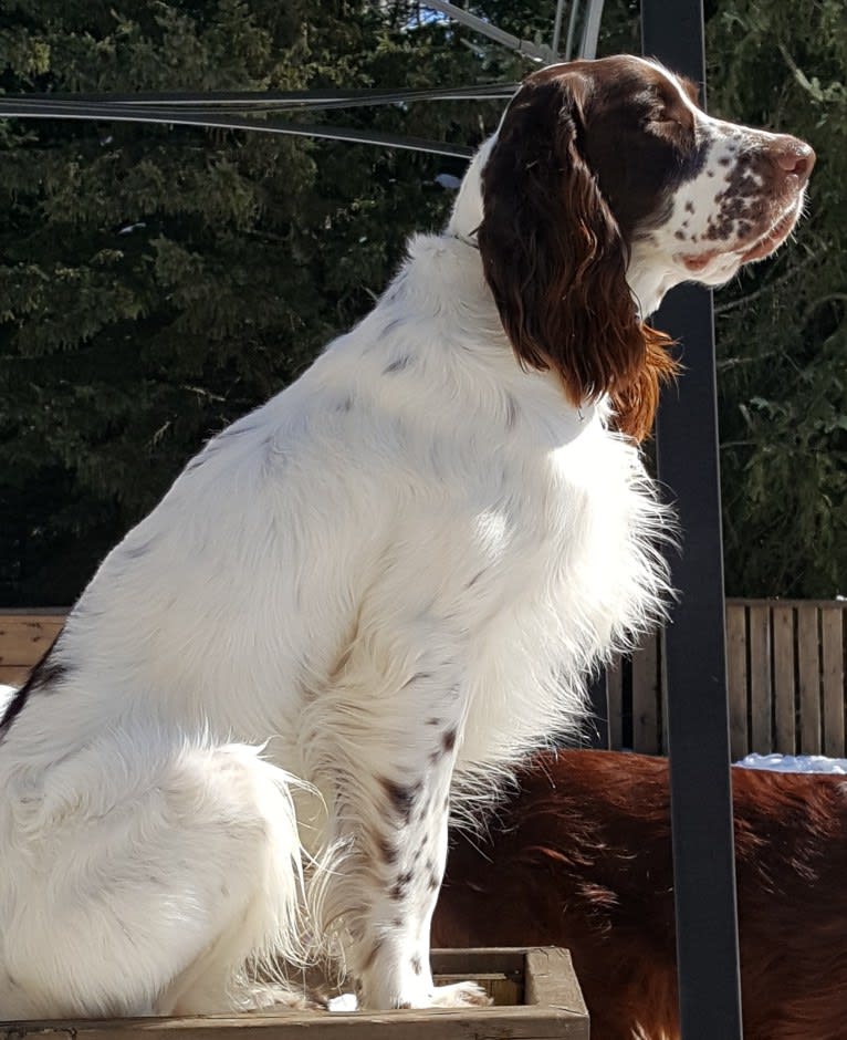 Manny, a French Spaniel tested with EmbarkVet.com