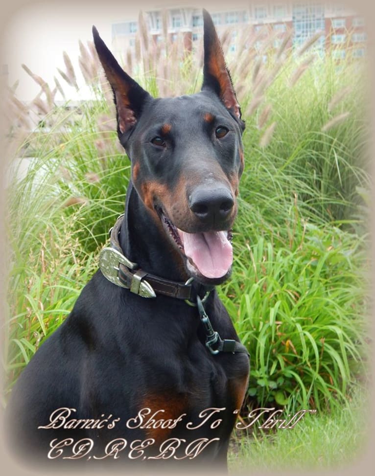 Thrill, a Doberman Pinscher tested with EmbarkVet.com