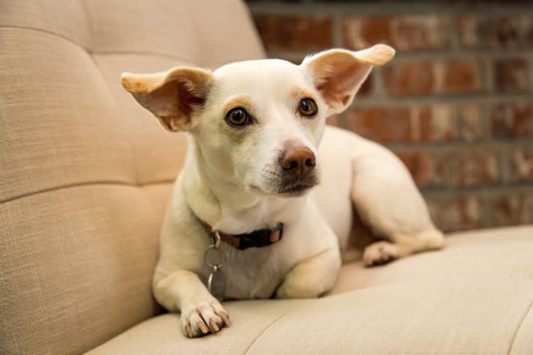 Scout, a Chihuahua and Miniature Pinscher mix tested with EmbarkVet.com