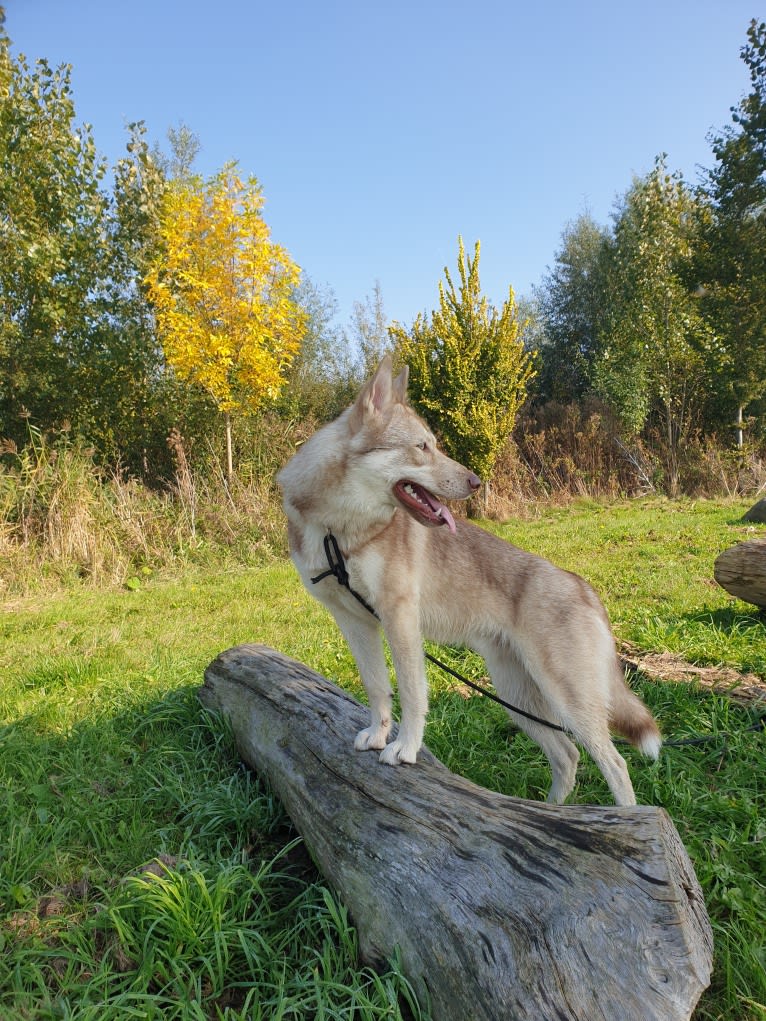 Indy (Roku), a Saarloos Wolfdog and Norwegian Elkhound mix tested with EmbarkVet.com