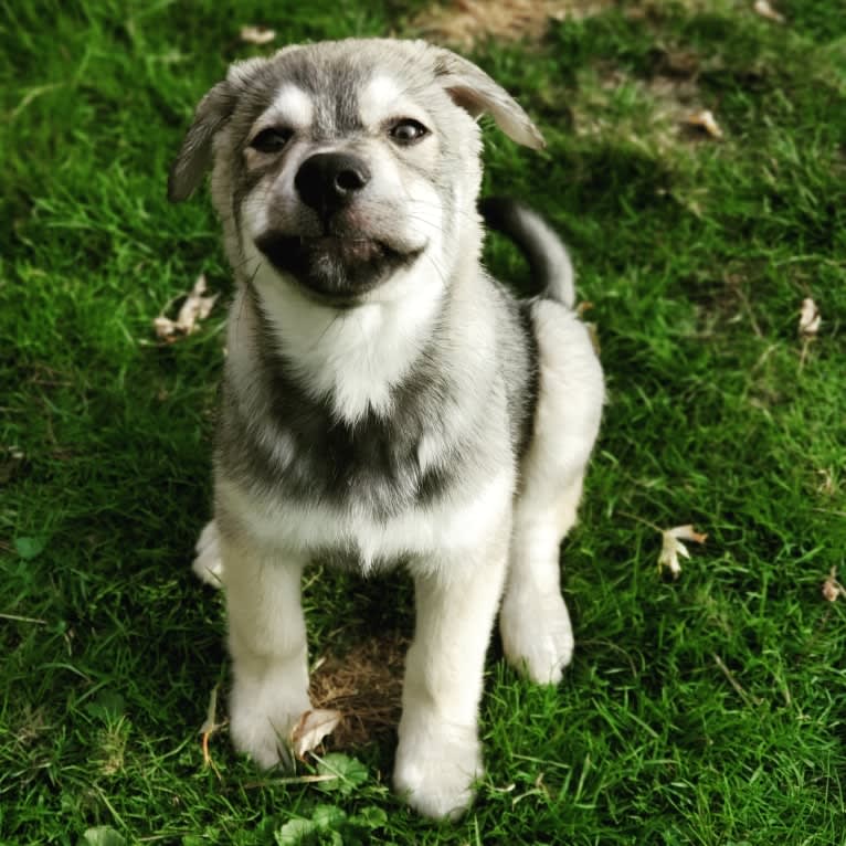 Timber, a Siberian Husky and American Bulldog mix tested with EmbarkVet.com