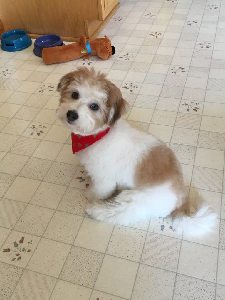 Kasper Keegan, a Havanese tested with EmbarkVet.com