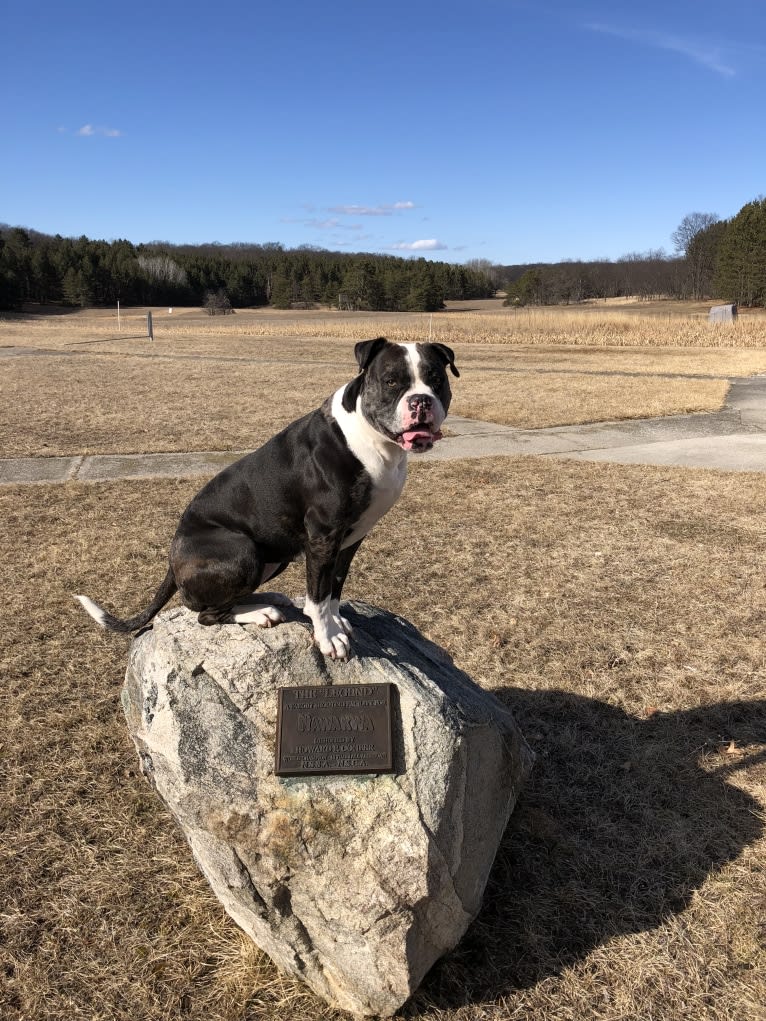 Queen’s Reign, an American Bulldog tested with EmbarkVet.com