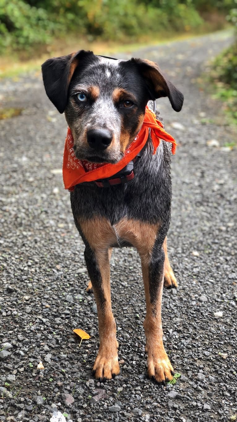 Levi, an Australian Cattle Dog and Bluetick Coonhound mix tested with EmbarkVet.com