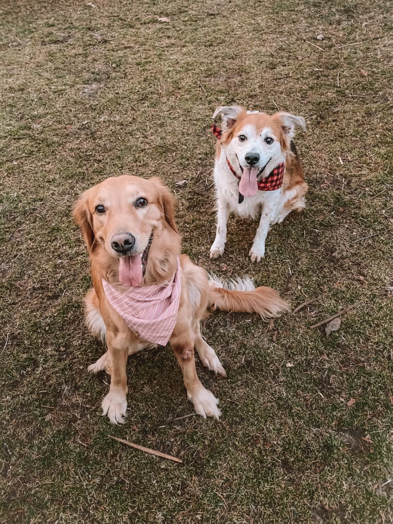 Marley, a Golden Retriever tested with EmbarkVet.com