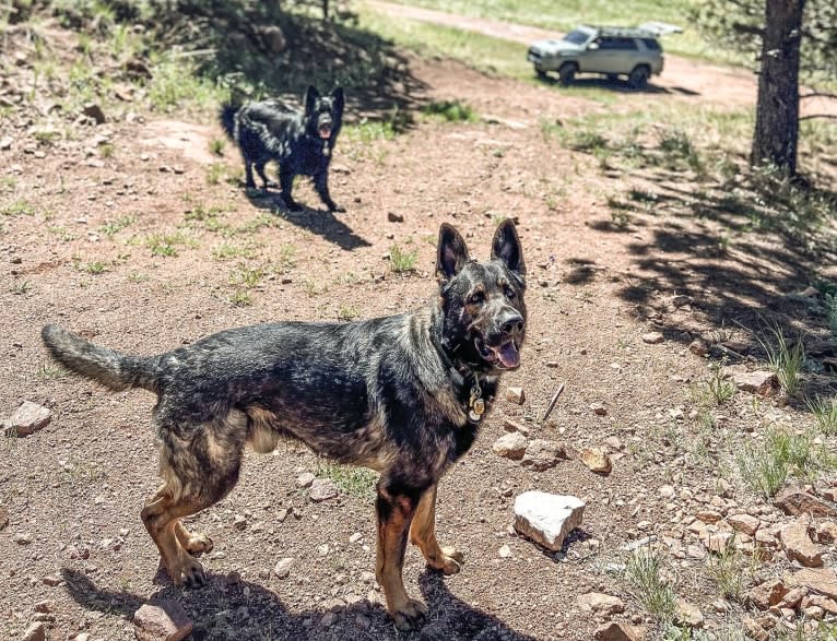 Booth vom Wahrsten, a German Shepherd Dog tested with EmbarkVet.com