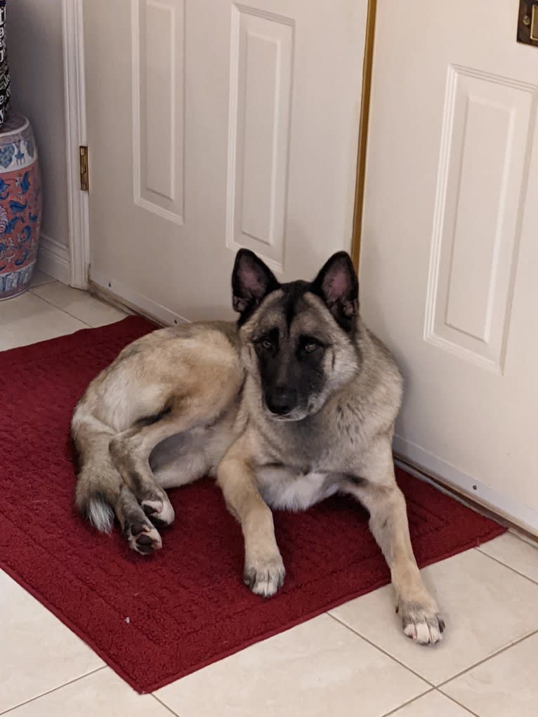 Jasper, a German Shepherd Dog and Akita mix tested with EmbarkVet.com