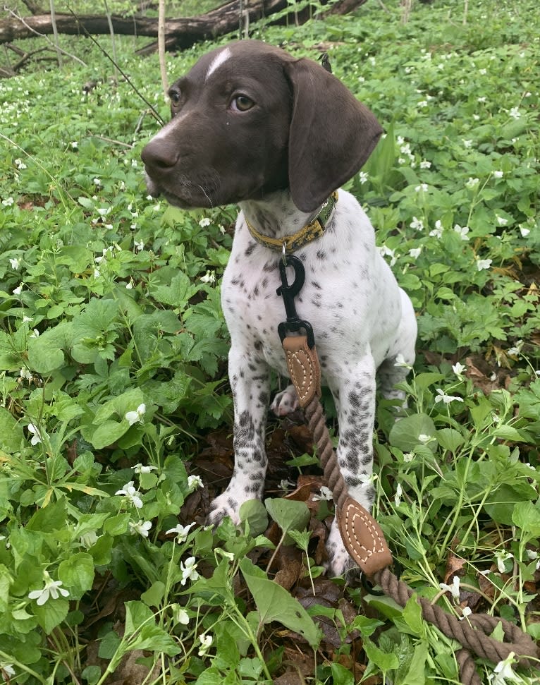 Jack, a German Shorthaired Pointer tested with EmbarkVet.com