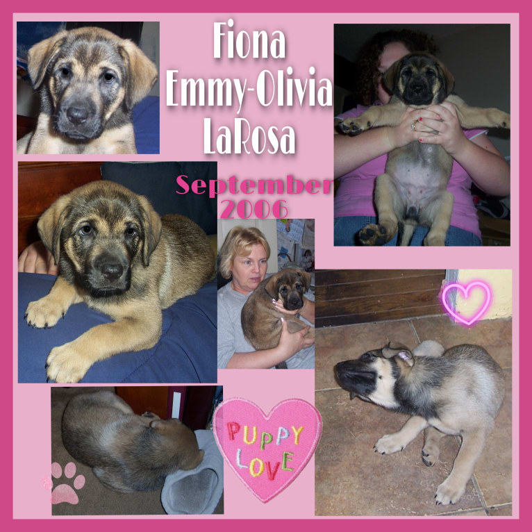 Fiona Emmy-Olivia LaRosa, a Neapolitan Mastiff and Australian Cattle Dog mix tested with EmbarkVet.com