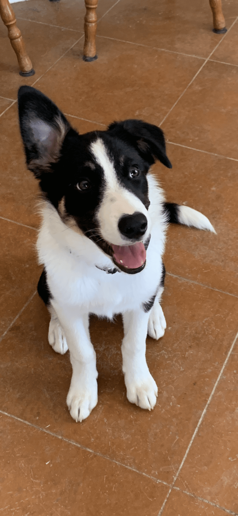 Splendid Kynda Jackpot, a Border Collie tested with EmbarkVet.com