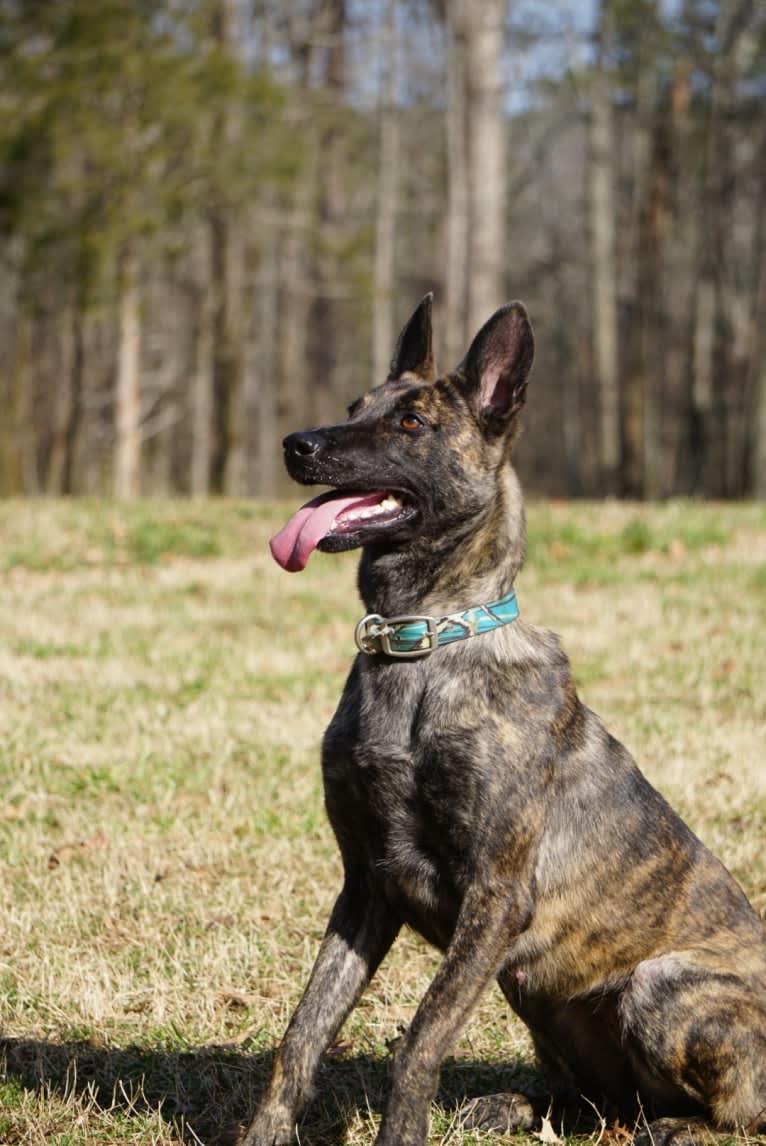 Jinx Van Patriot, a Dutch Shepherd and German Shepherd Dog mix tested with EmbarkVet.com