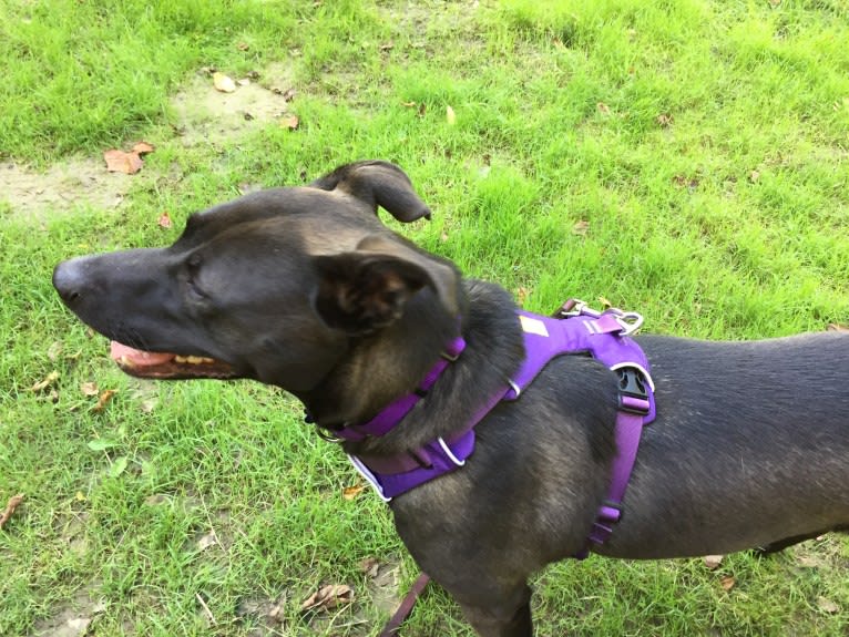 Luna, an American Pit Bull Terrier and Norwegian Elkhound mix tested with EmbarkVet.com